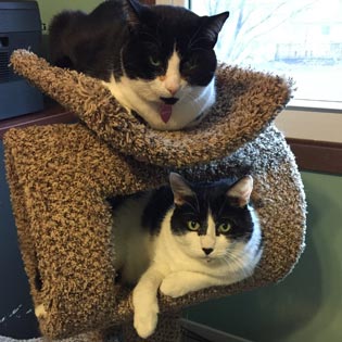 your kitty sitters testa-meowals